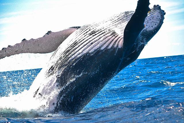 Překvapivý původ a vývoj velryb